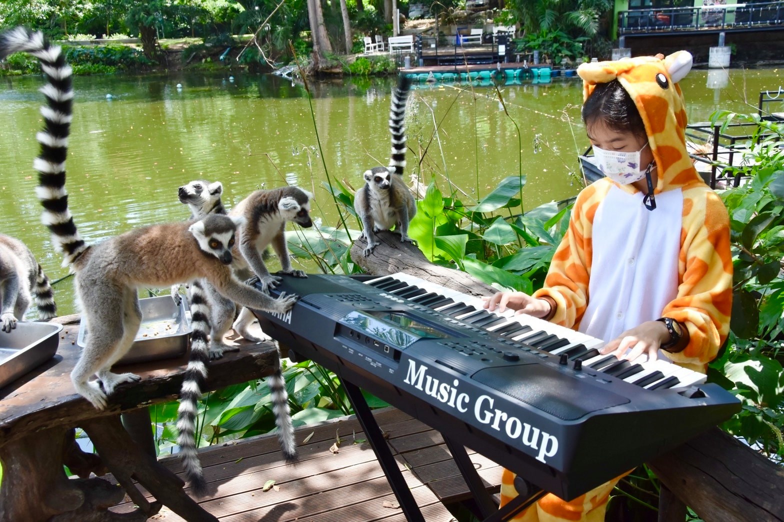Trong trang phục cá sấu, Supat đã chơi đàn theo những bản nhạc nổi tiếng của Thái Lan cho những con vật như vượn, cáo, chồn đất và ngựa vằn nghe. (Nguồn ảnh: Facebook สวนสัตว์เปิดเขาเขียว Khao Kheow Open Zoo）
